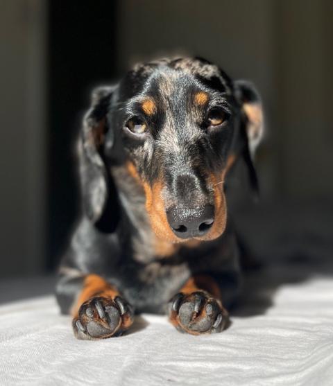 small dog
