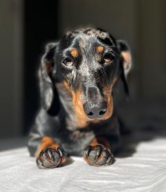 small dog